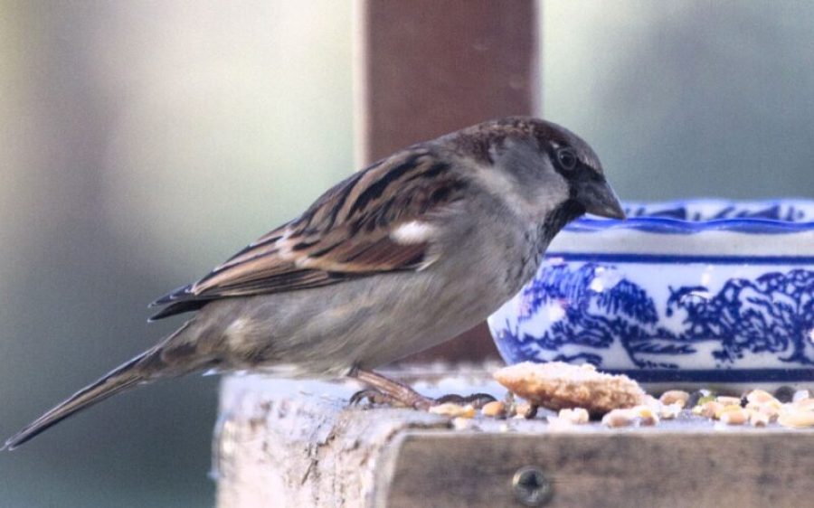 huismus-2-aspect-ratio-800-500