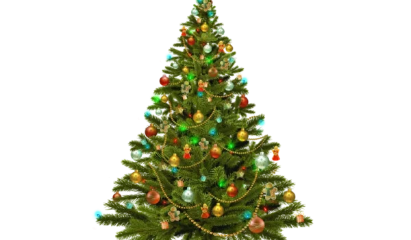 kerstboom-pixabay-aspect-ratio-800-500