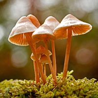 mycena-Grotel-aspect-ratio-500-500