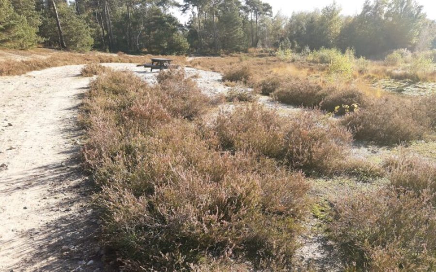 nOORDOEVER-VAN-DE-bAKELSE-PLASSEN-aspect-ratio-800-500