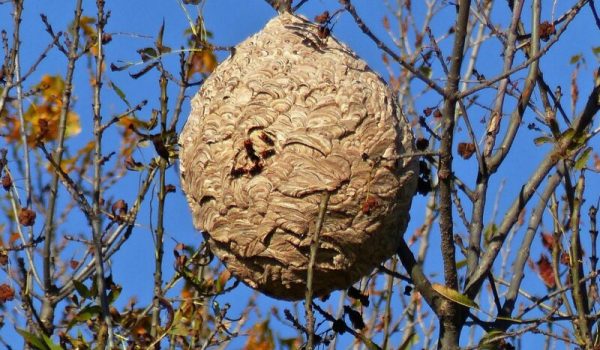 nest-hoornaar-aspect-ratio-800-500
