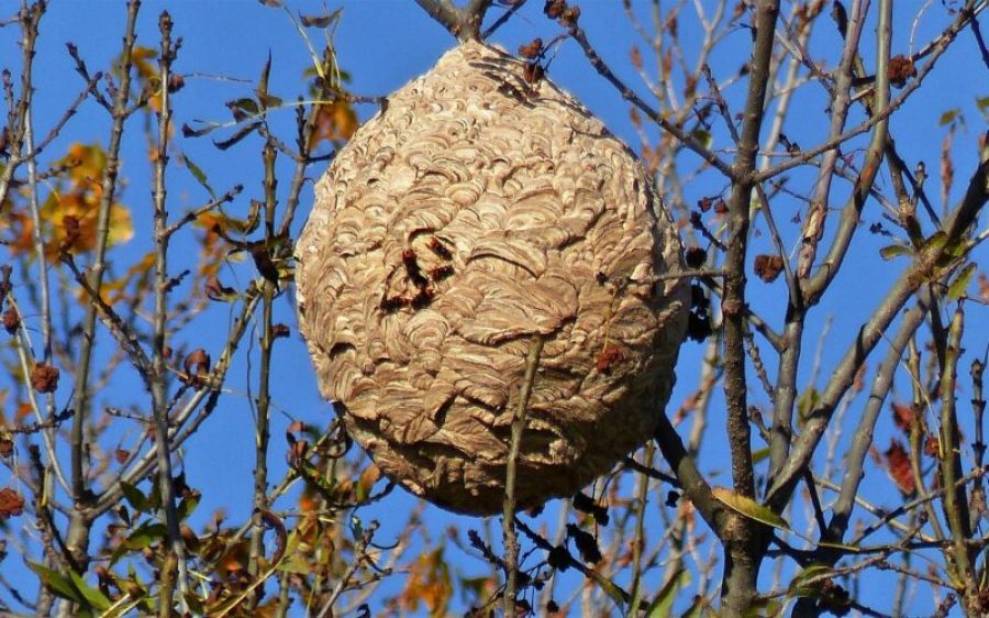 nest-hoornaar-aspect-ratio-800-500