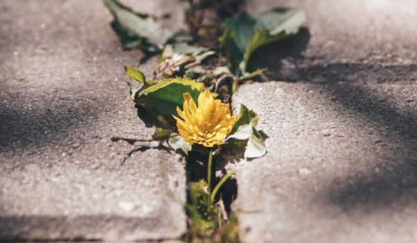 onkruid-borstelen-aspect-ratio-800-500