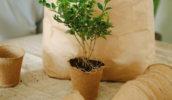 pexels-thirdman-7655927-aspect-ratio-800-500