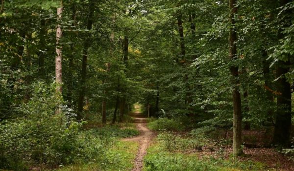 pexels-werner-redlich-11921853-19107779-aspect-ratio-800-500