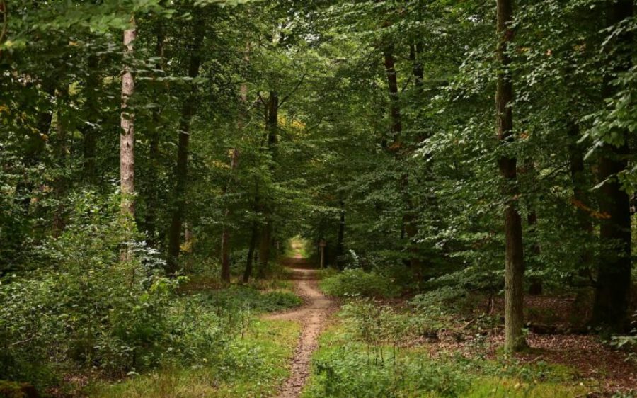 pexels-werner-redlich-11921853-19107779-aspect-ratio-800-500