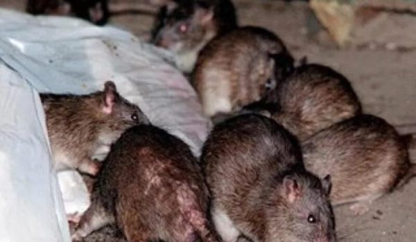 ratten_bij_vuilniszak@gemeente-Gemert-Bakel-aspect-ratio-800-500