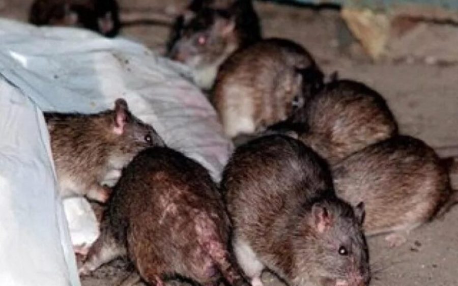 ratten_bij_vuilniszak@gemeente-Gemert-Bakel-aspect-ratio-800-500