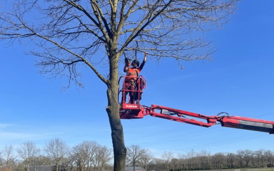snoei-bomen-aspect-ratio-800-500