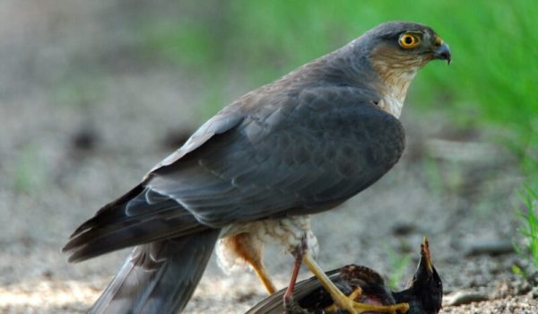 sperwer-11-aspect-ratio-800-500