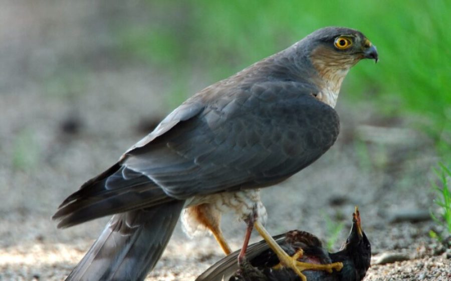 sperwer-11-aspect-ratio-800-500