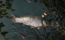 viswater-@gemeentelaarbeek.nl_-aspect-ratio-800-500