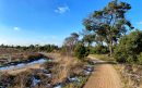 wandeling-strabrechtse-heide-17-aspect-ratio-800-500