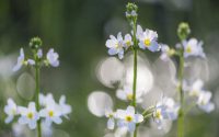 waterviolier-aspect-ratio-800-500