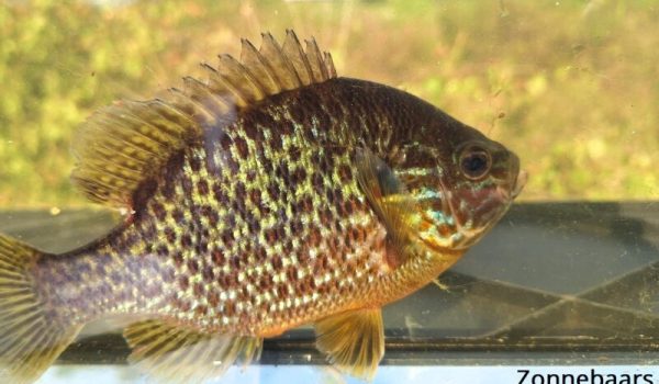 zonnebaars-1-aspect-ratio-800-500