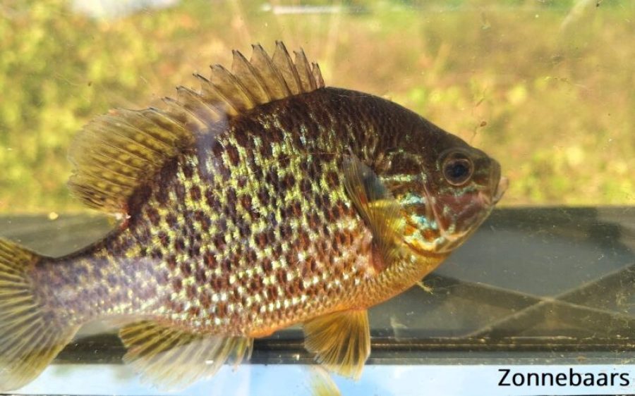 zonnebaars-1-aspect-ratio-800-500